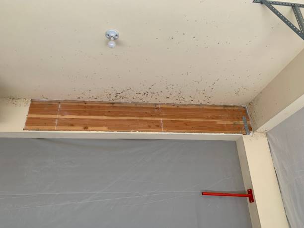 Best Real Estate Mold Inspection  in USA